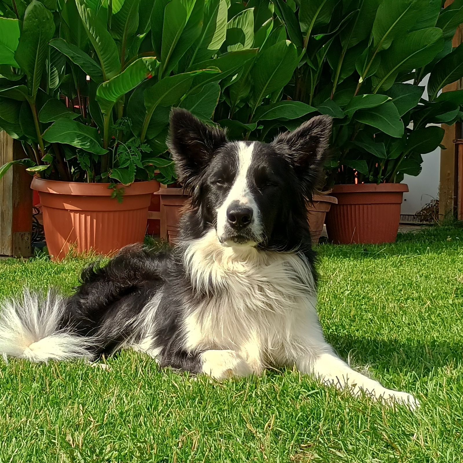 Soutěžní fotografie - Fido,  Border kolie