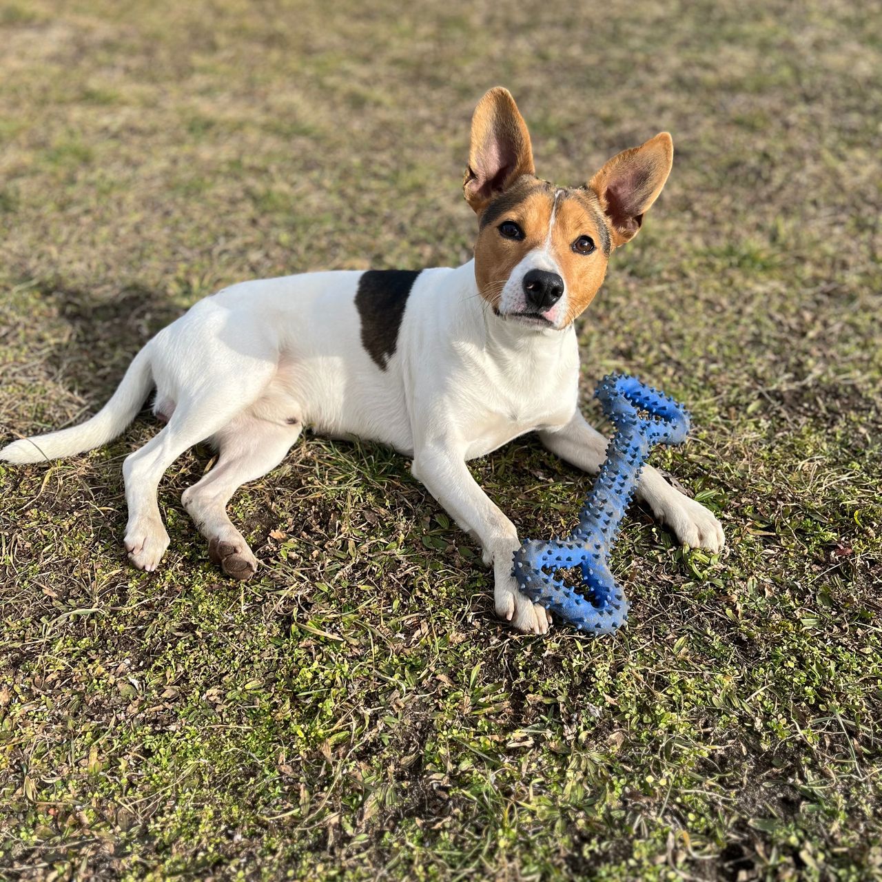 Soutěžní fotografie - Bolt,  Jack Russell Teriér