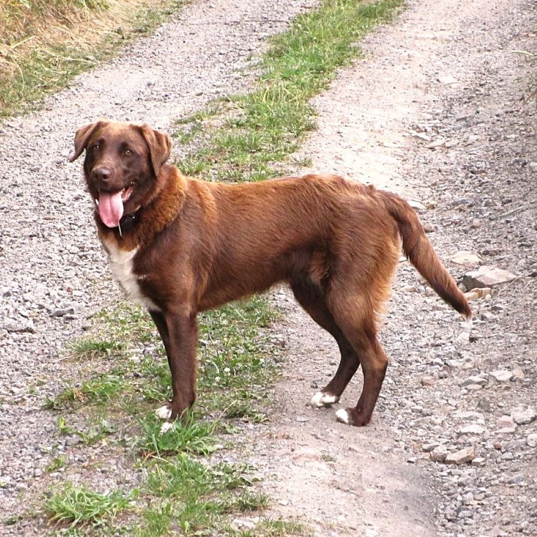 Soutěžní fotografie - Mija,  Labradorský retriever