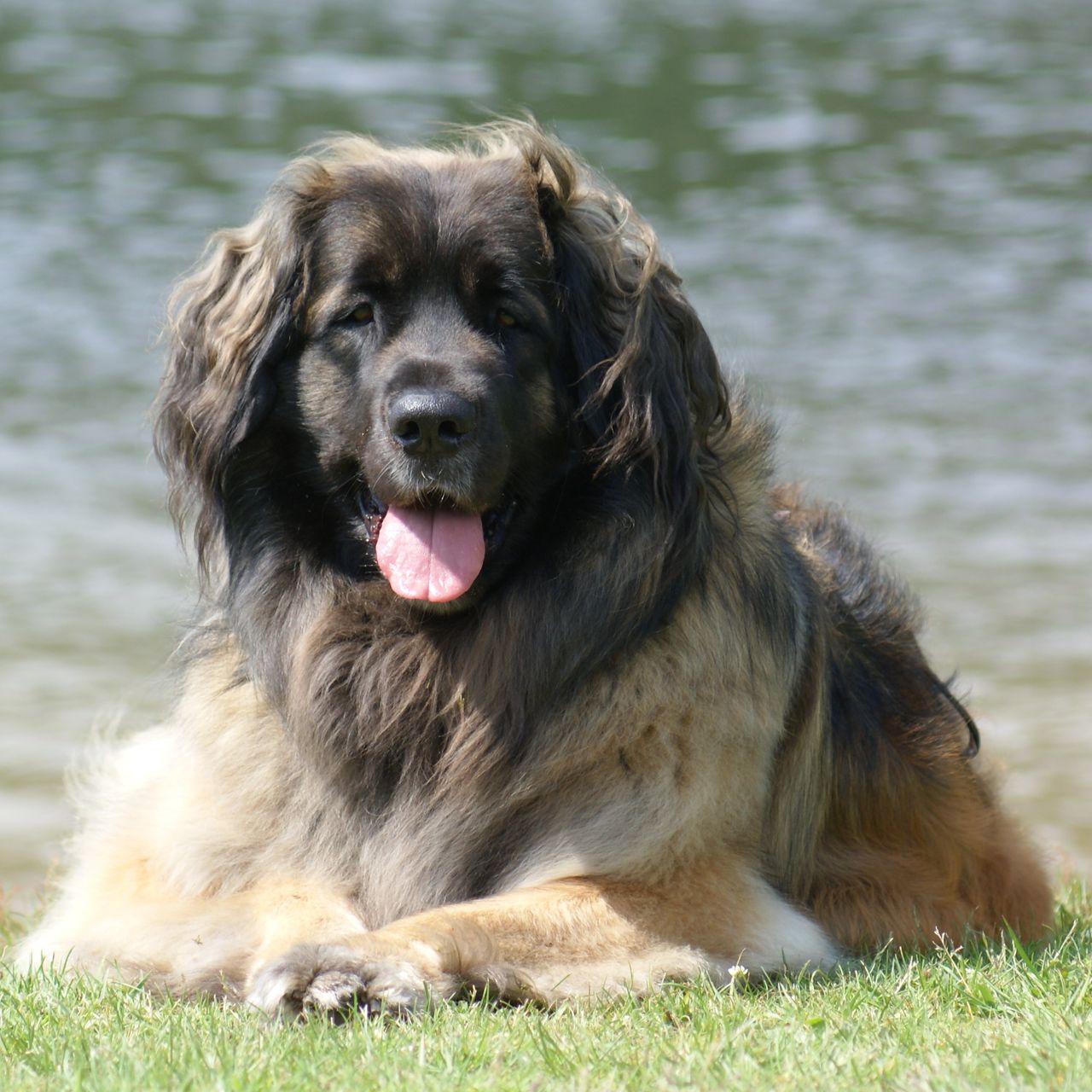 Soutěžní fotografie - Alexa,  Leonberger