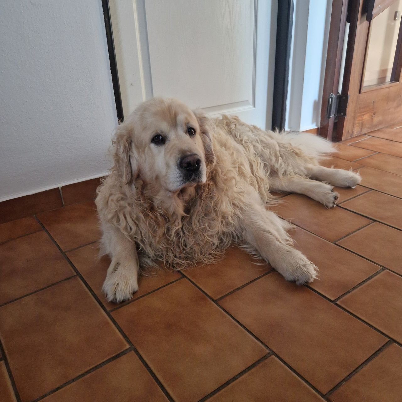 Soutěžní fotografie - Bailey,  Zlatý retriever