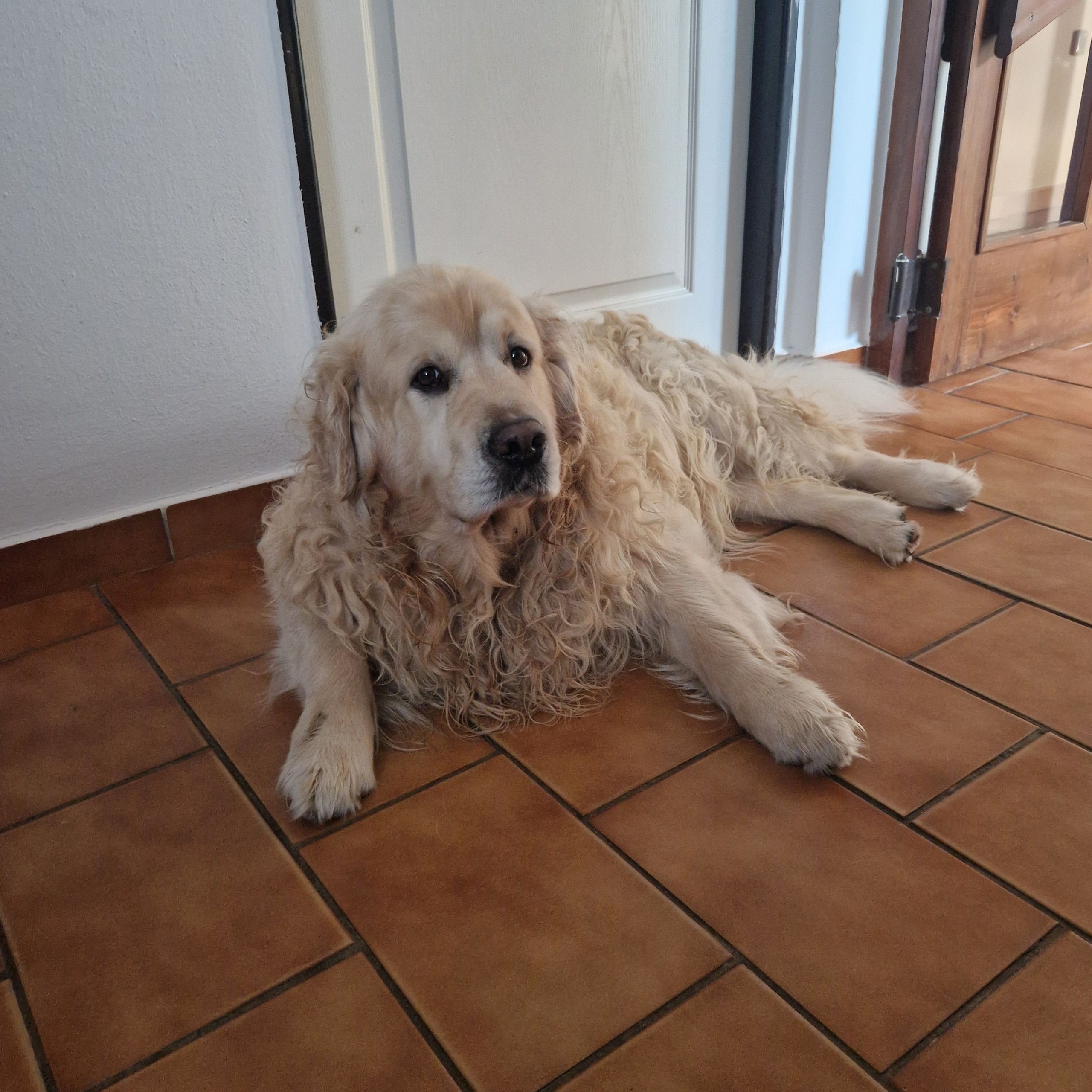 Soutěžní fotografie - Bailey,  Zlatý retriever