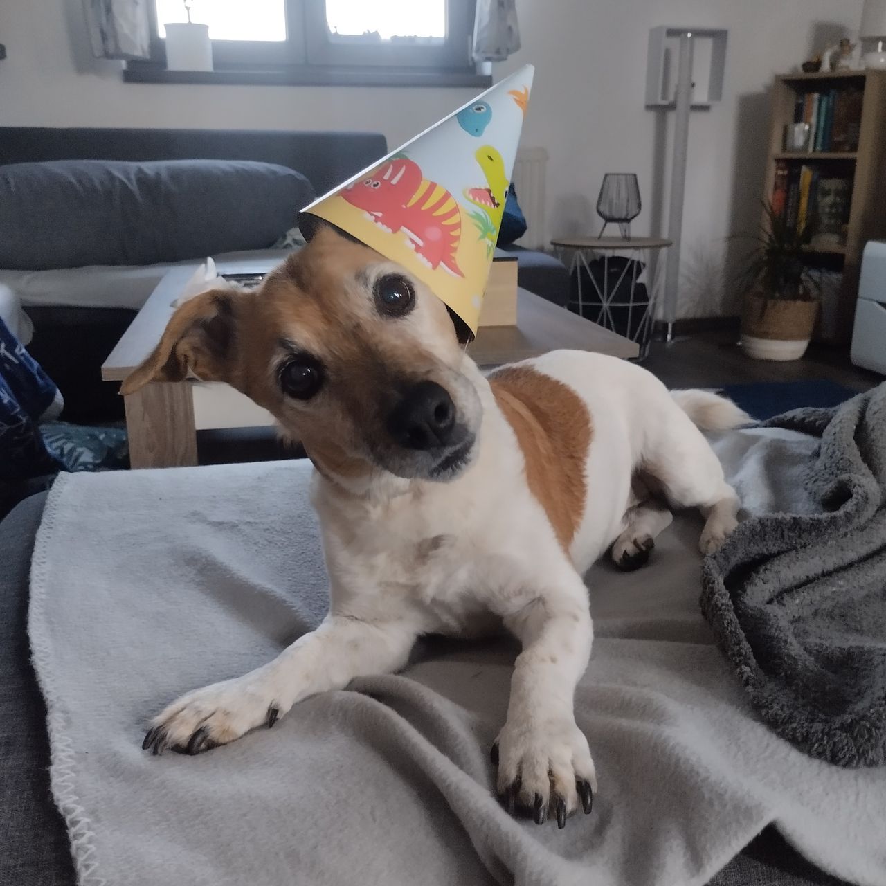 Soutěžní fotografie - Iggy,  Jack Russell Teriér