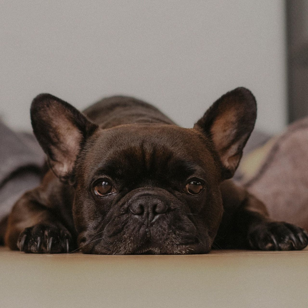 Soutěžní fotografie - Archie,  Francouzský buldoček