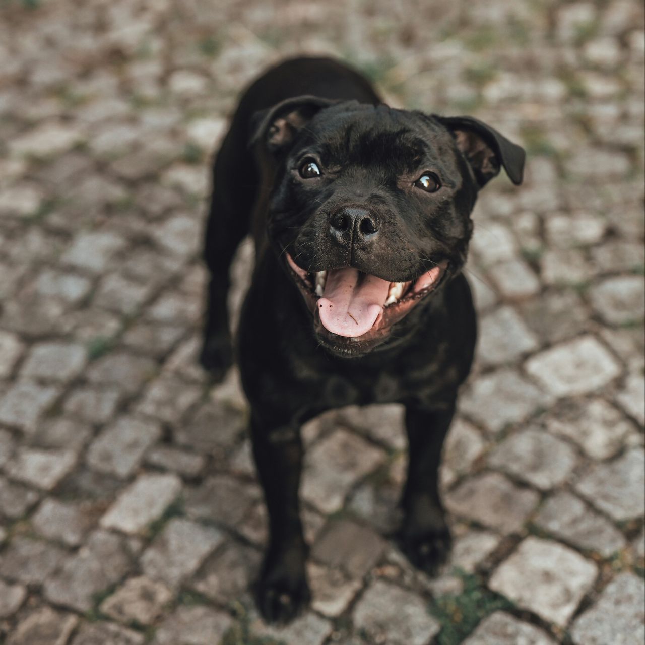 Soutěžní fotografie - Olivka,  Stafordšírský bullterier