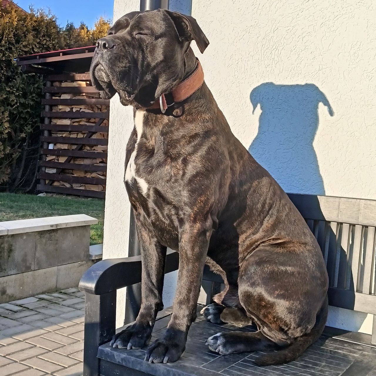 Soutěžní fotografie - Maiky,  Italský corso pes