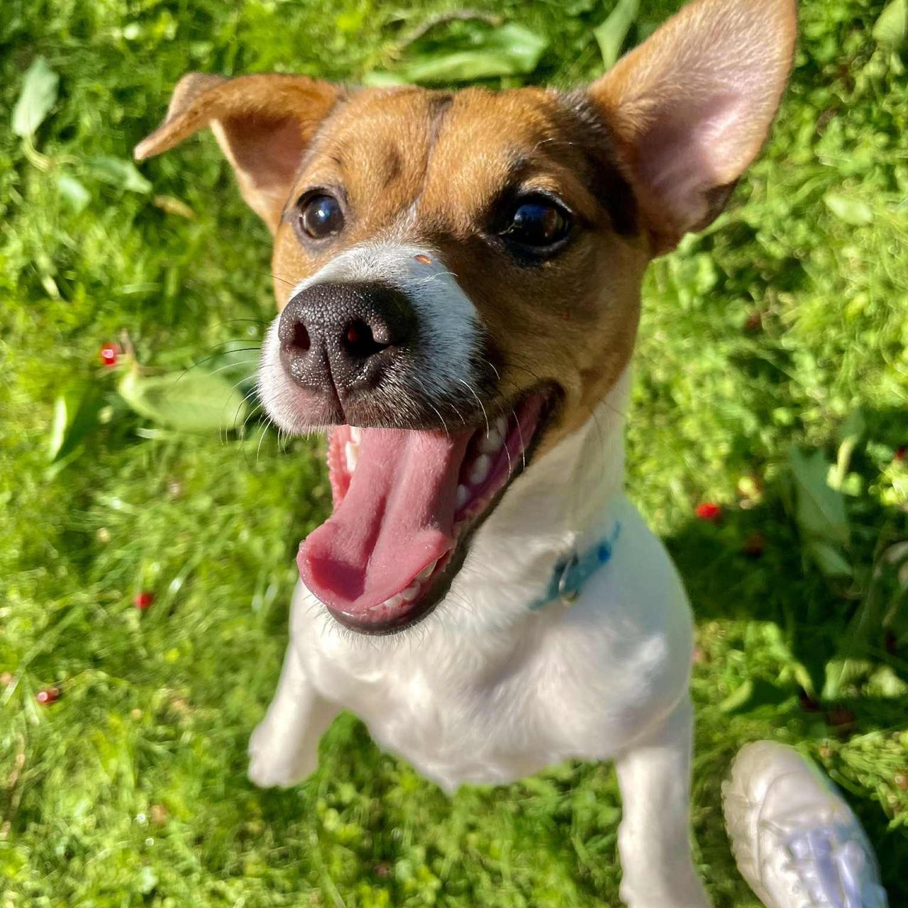 Soutěžní fotografie - Žolík,  Jack Russell Teriér