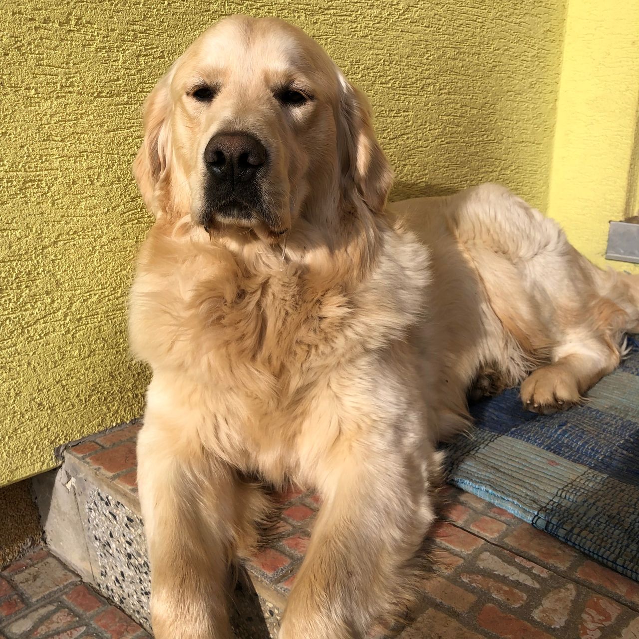 Soutěžní fotografie - Barny,  Zlatý retriever