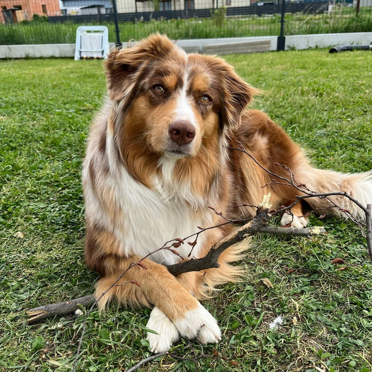Soutěžní fotografie - Goldie,  Australský ovčák