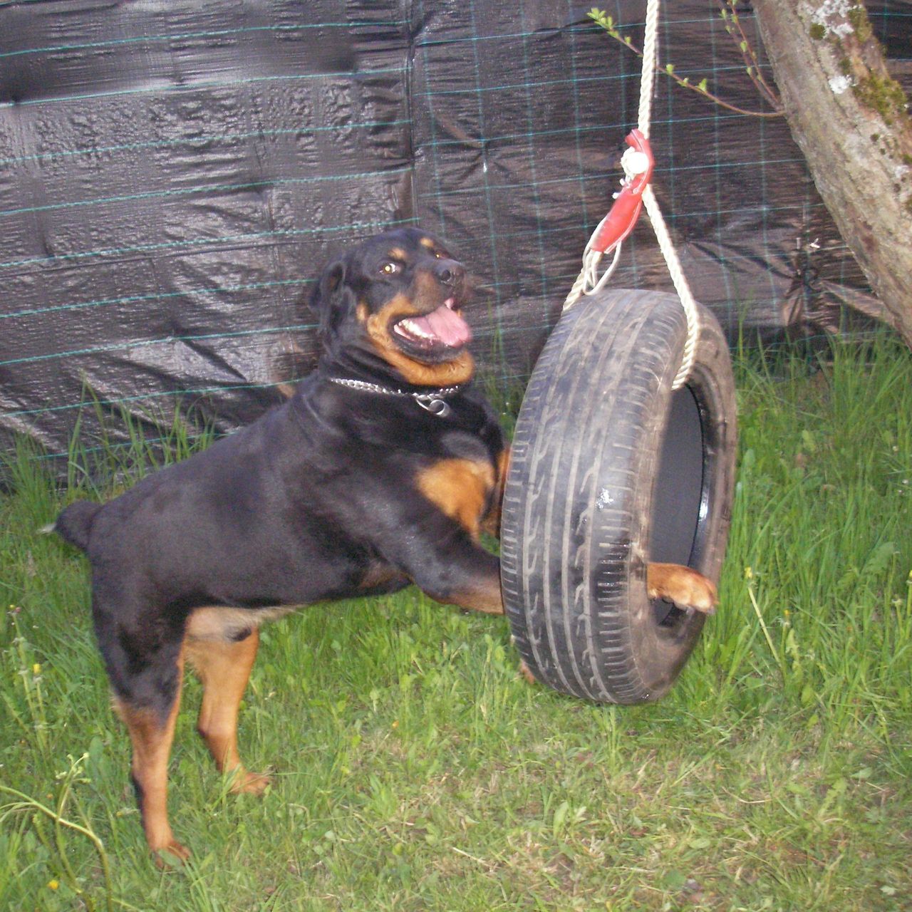 Soutěžní fotografie - Bady,  Rotvajler