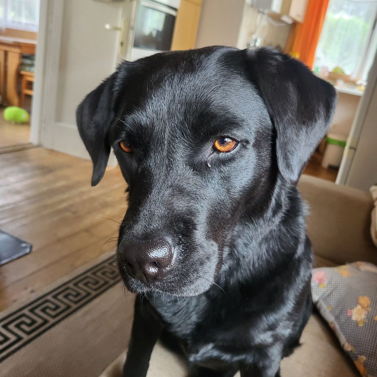 Soutěžní fotografie - Bettynka,  Labradorský retriever