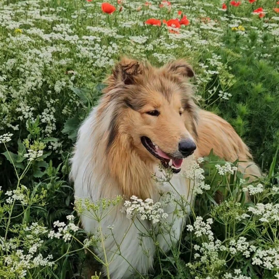 Soutěžní fotografie - Loran,  Kolie dlouhosrstá