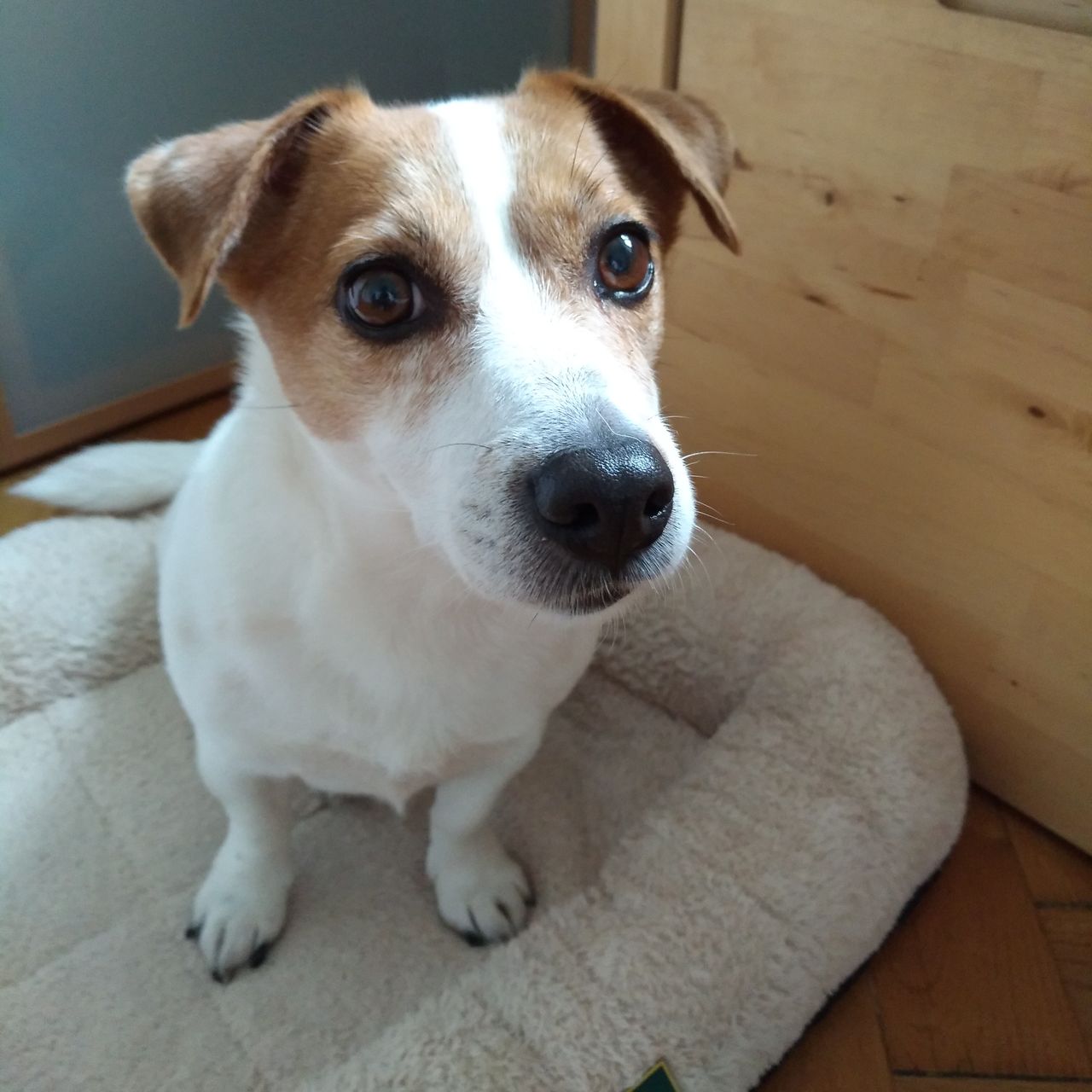 Soutěžní fotografie - Buggi,  Jack Russell Teriér