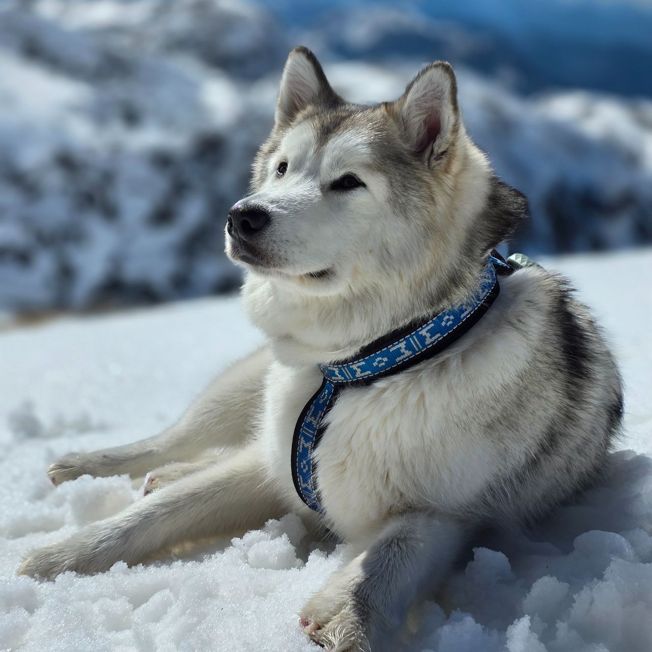 Soutěžní fotografie - Daisy,  Aljašský malamut