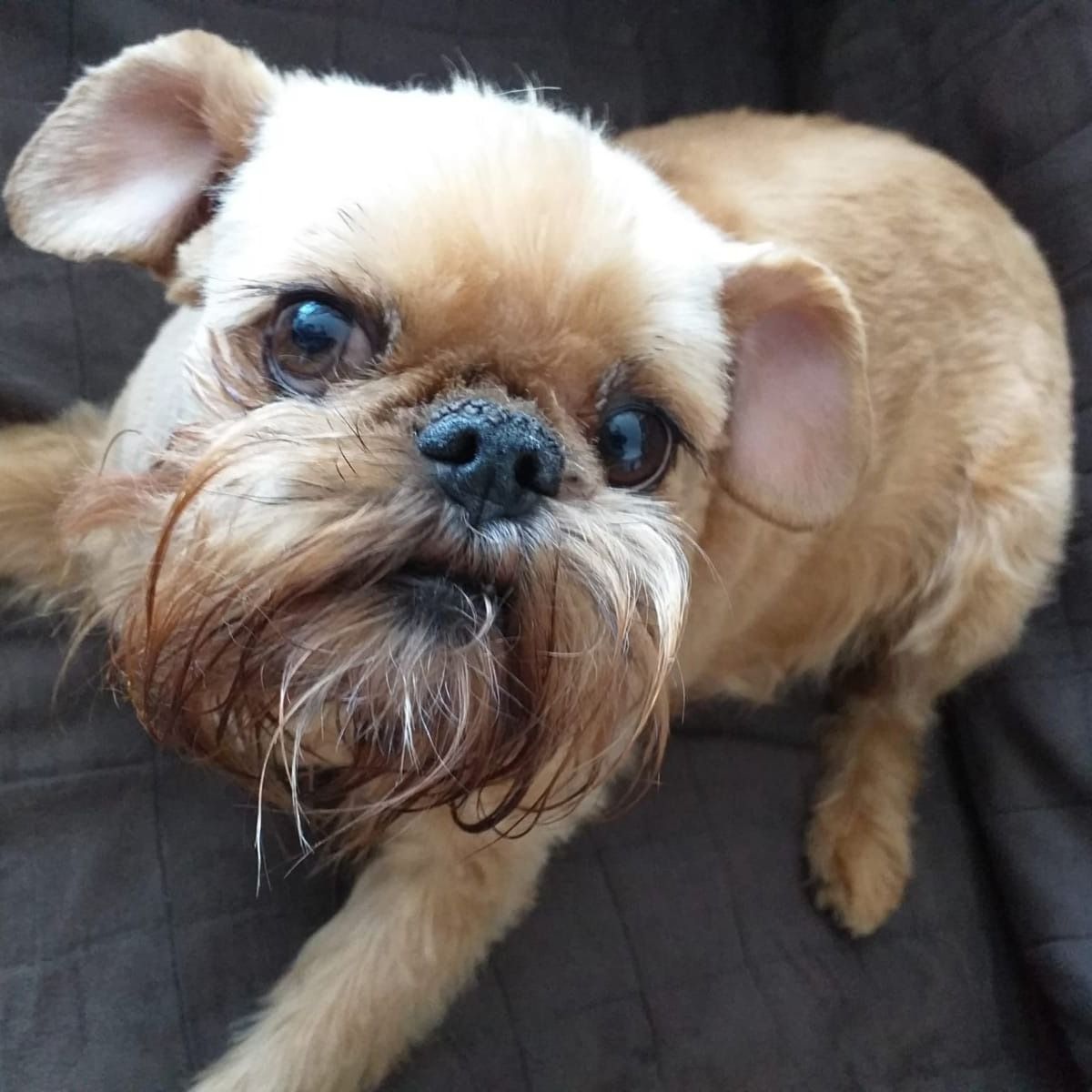 Soutěžní fotografie - Daisy,  Belgický grifonek