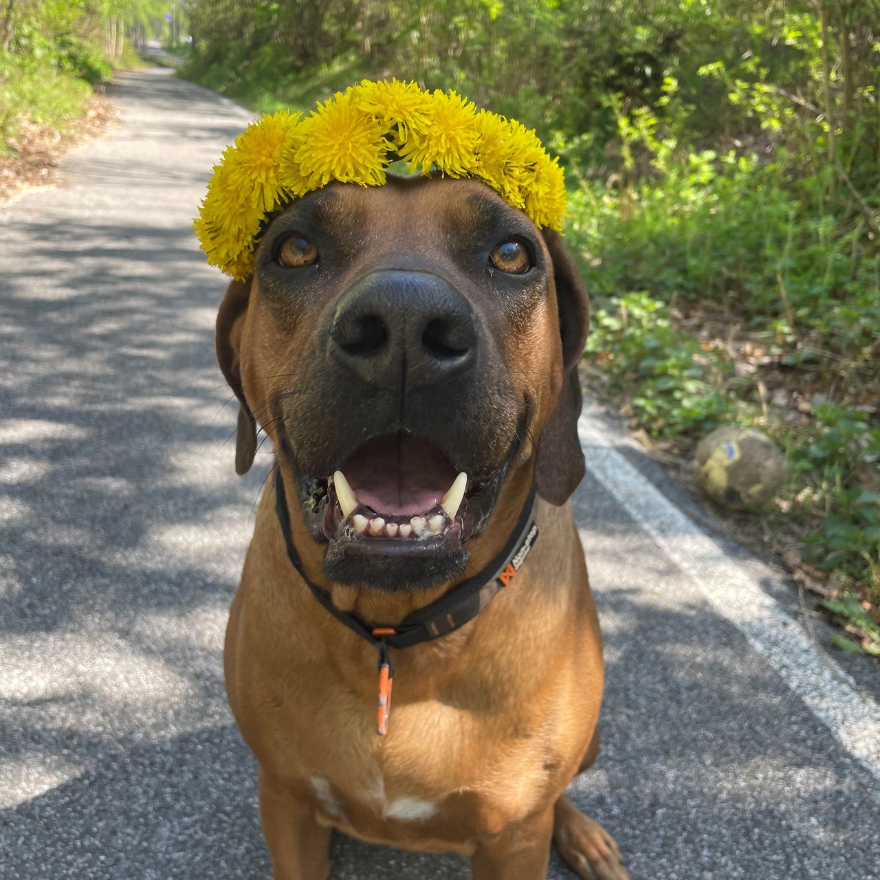 Soutěžní fotografie - Grace,  Rhodéský ridgeback