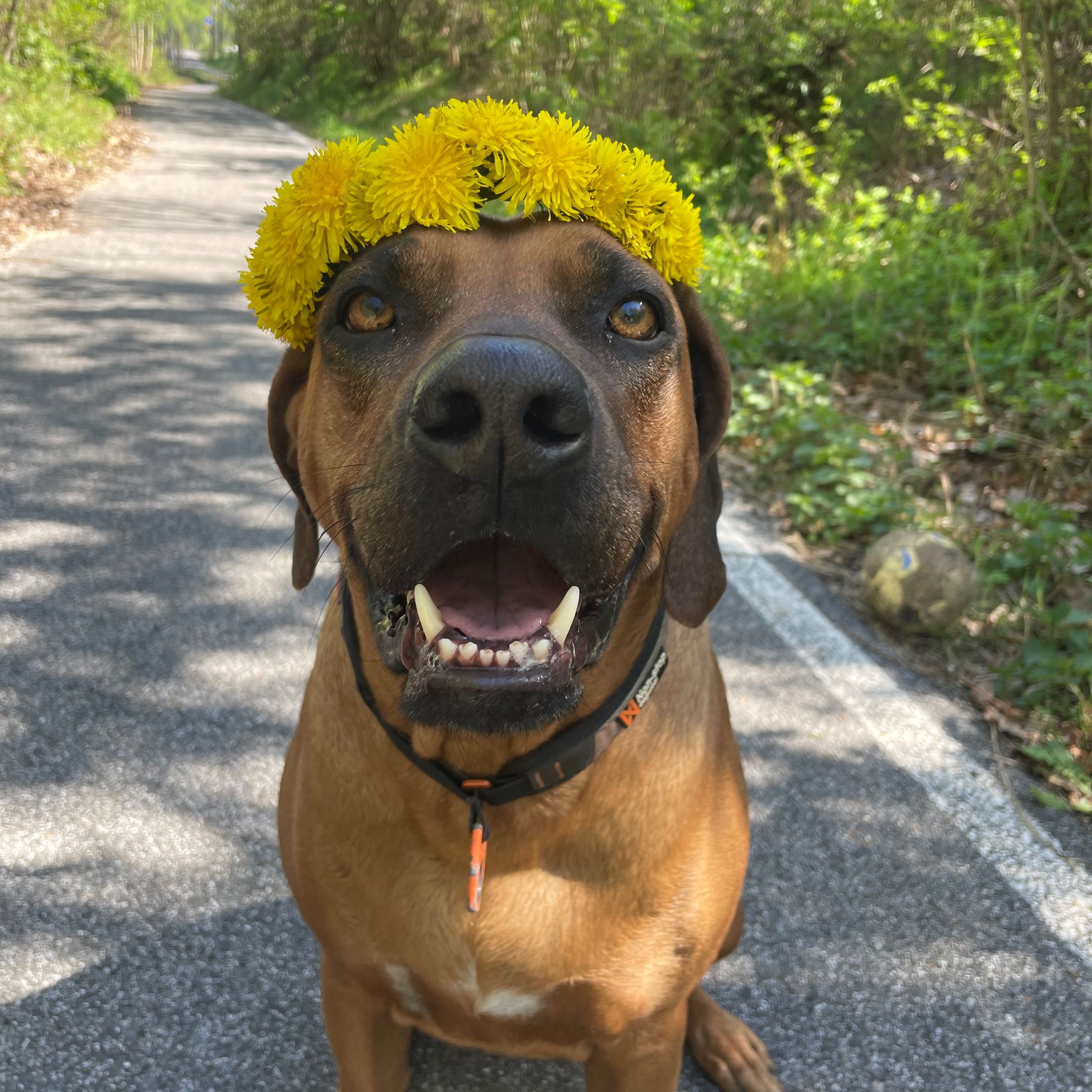 Soutěžní fotografie - Grace,  Rhodéský ridgeback