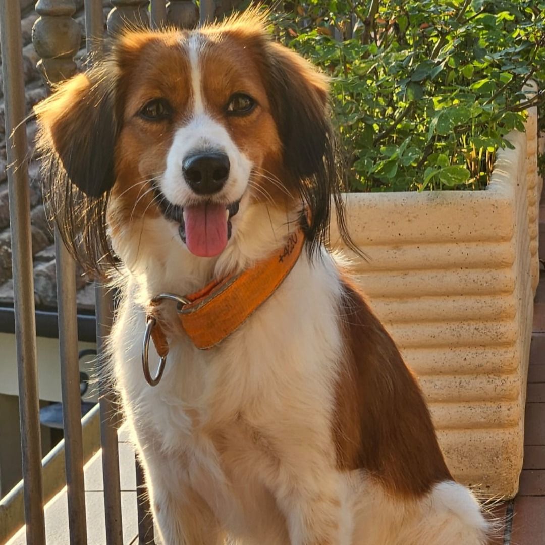 Soutěžní fotografie - Mája,  Kooikerhondje
