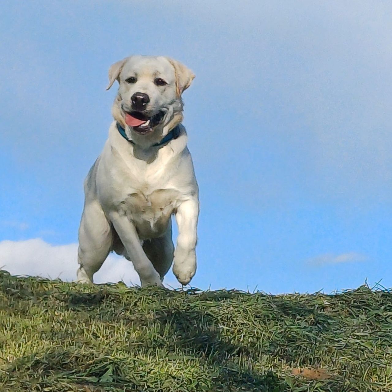 Soutěžní fotografie - Bentley,  Labradorský retriever