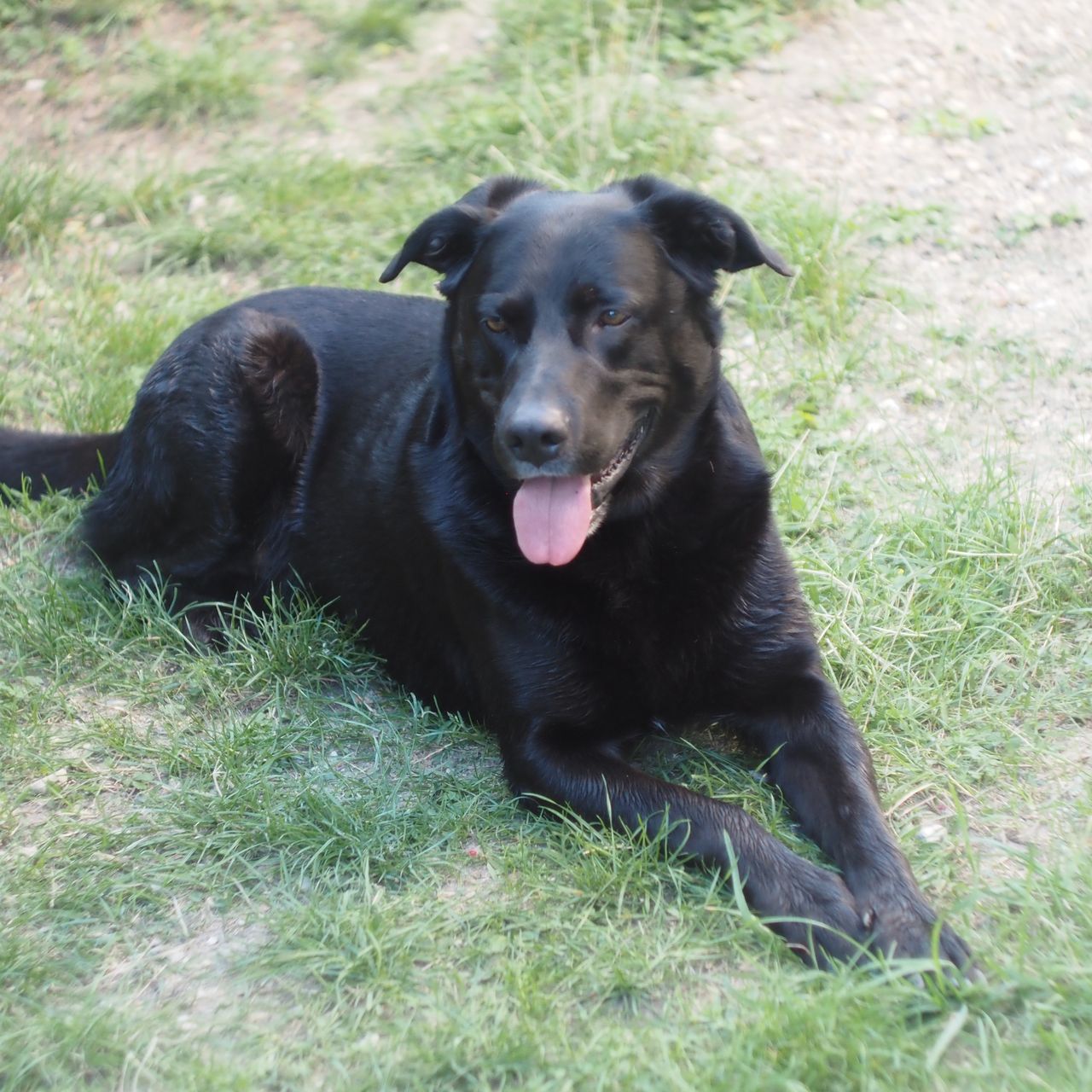 Soutěžní fotografie - Bady,  Labradorský retriever