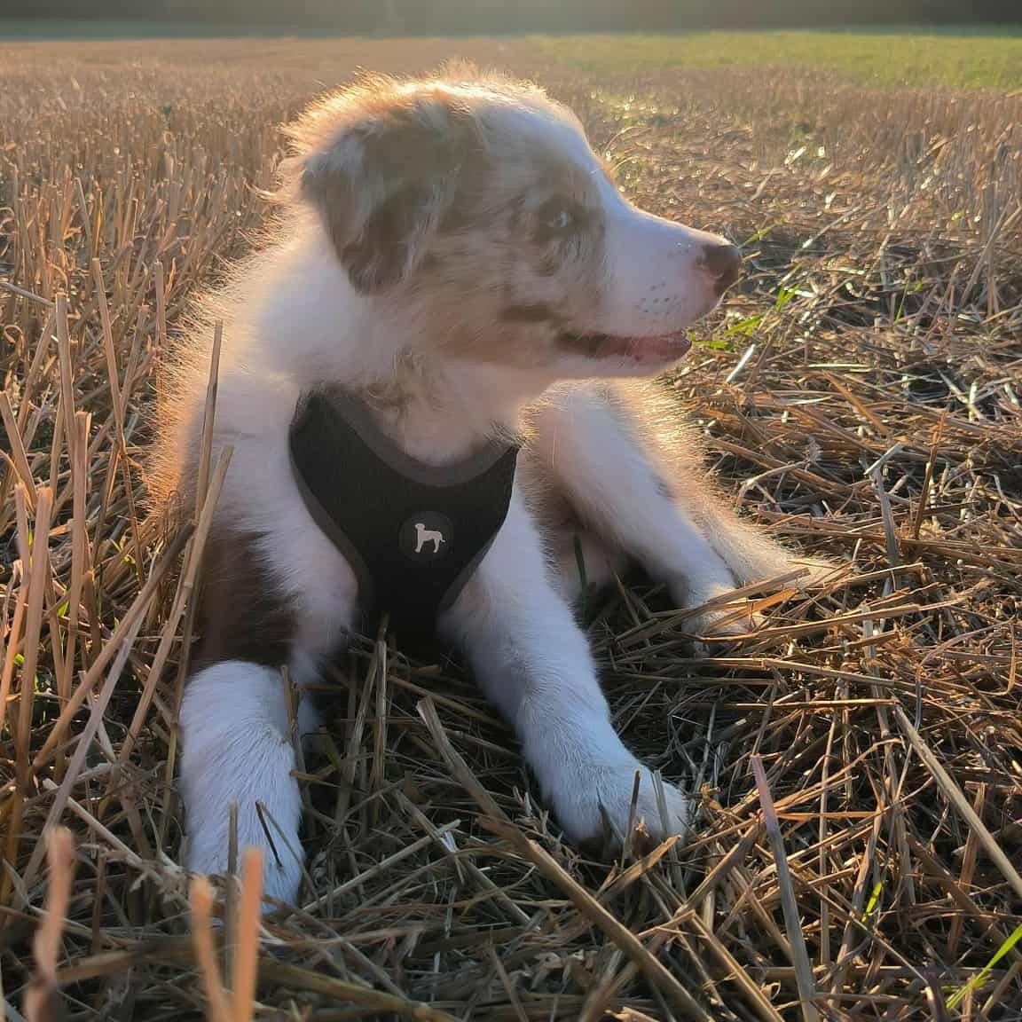 Soutěžní fotografie - Chase,  Border kolie