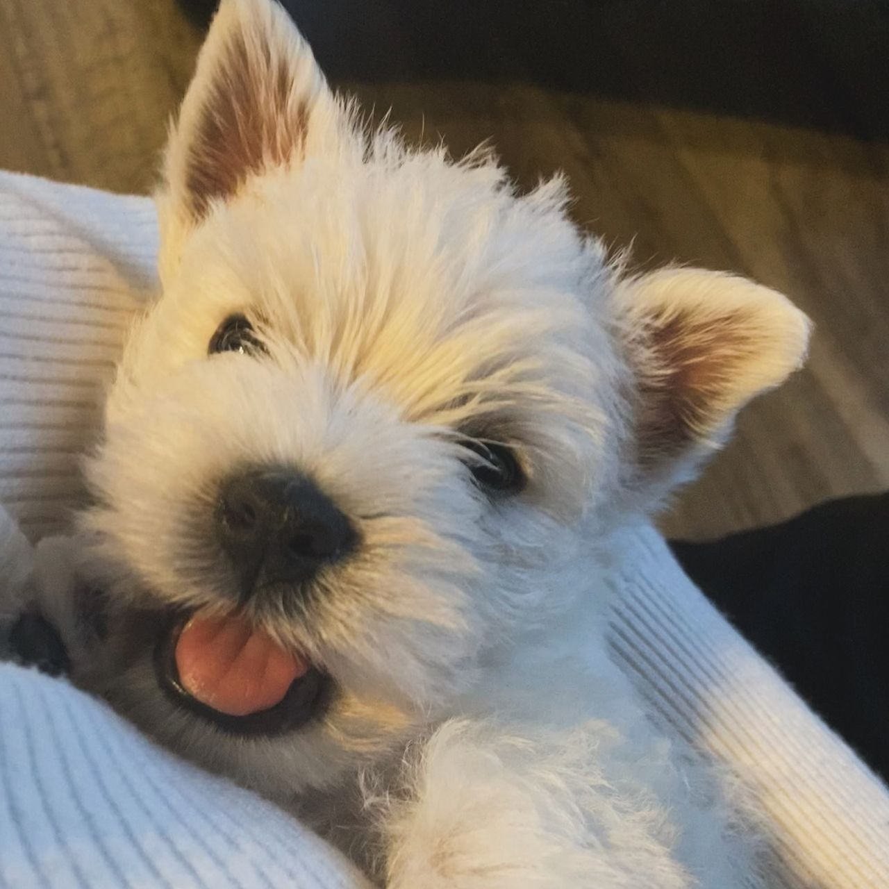 Soutěžní fotografie - Simba,  West Highland White Terrier