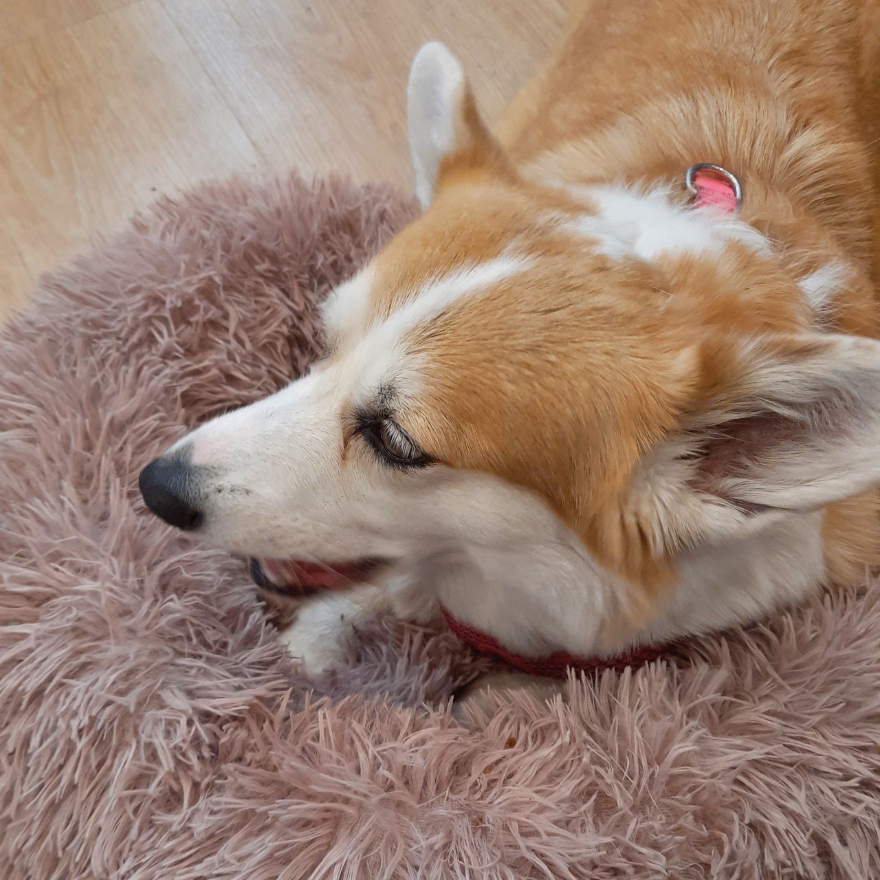 Soutěžní fotografie - BARBARISKA FOR ALEANT MY BRILLIANT MY PR,  Welsh Corgi Pembroke