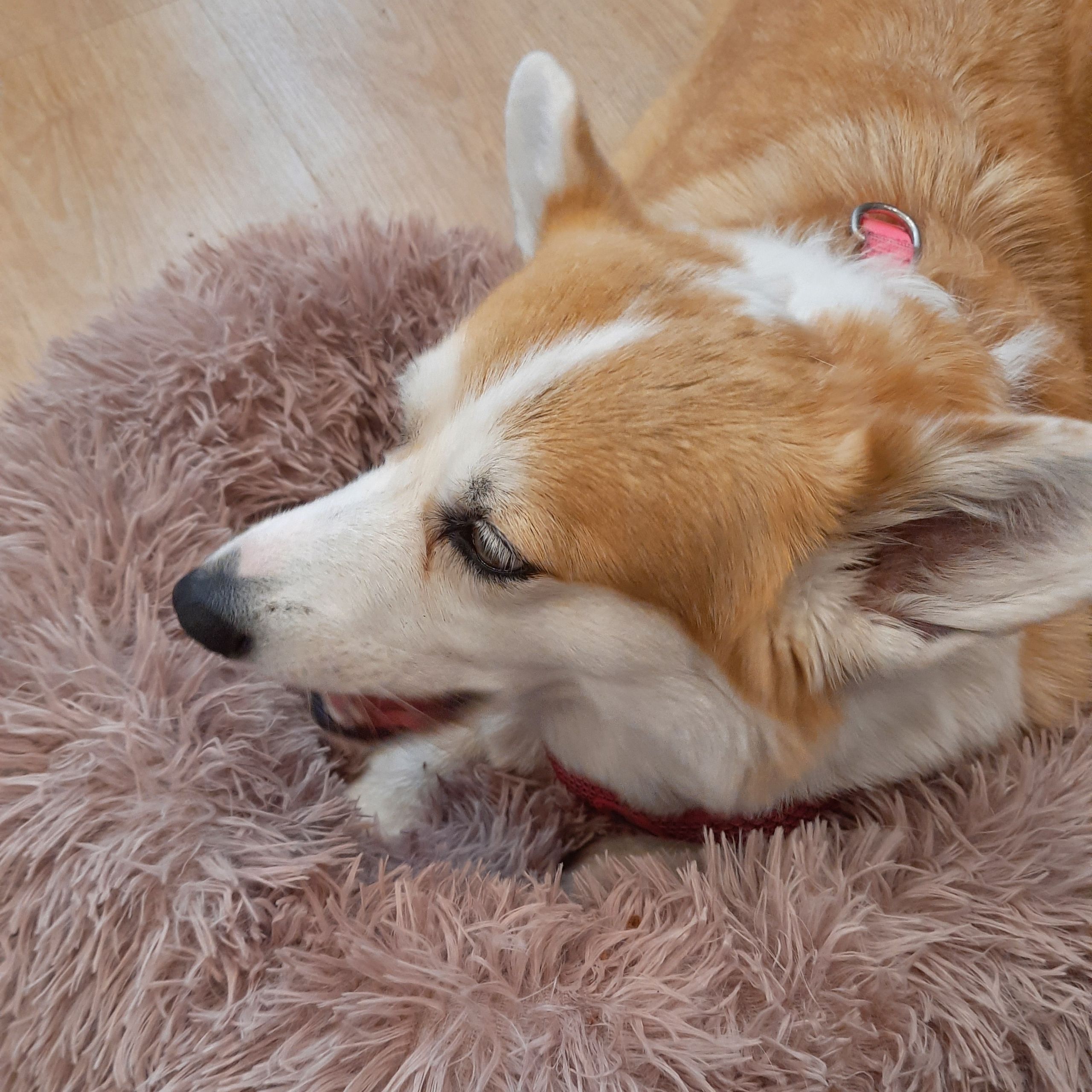 Soutěžní fotografie - BARBARISKA FOR ALEANT MY BRILLIANT MY PR,  Welsh Corgi Pembroke