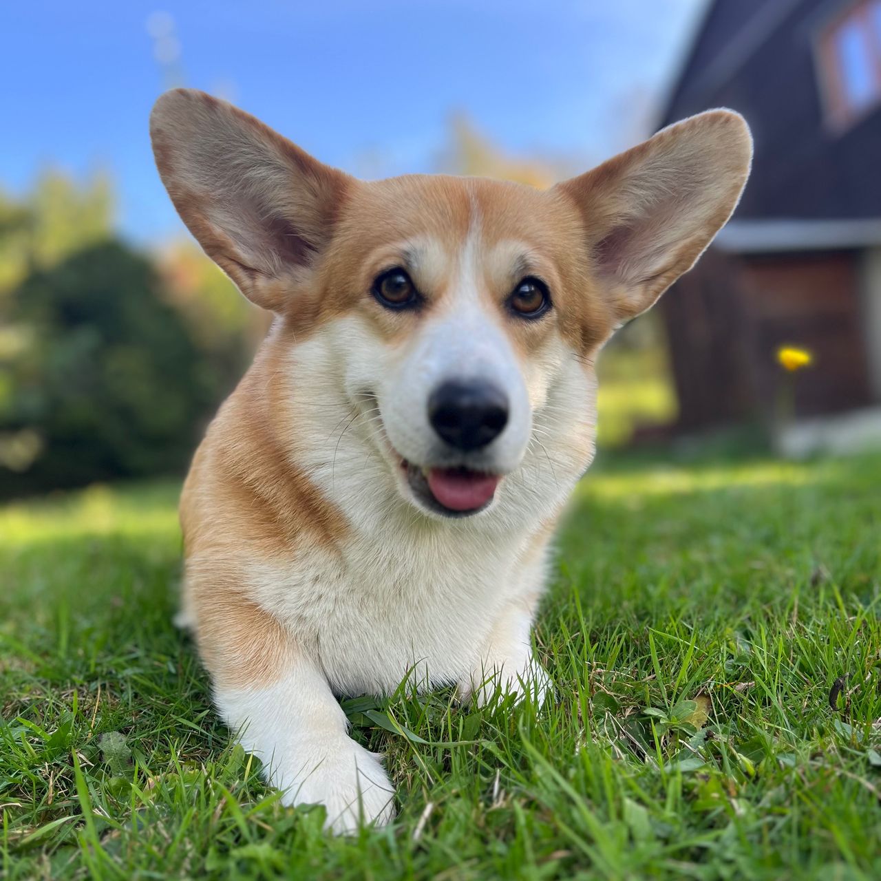 Soutěžní fotografie - Sindy,  Welsh Corgi Pembroke