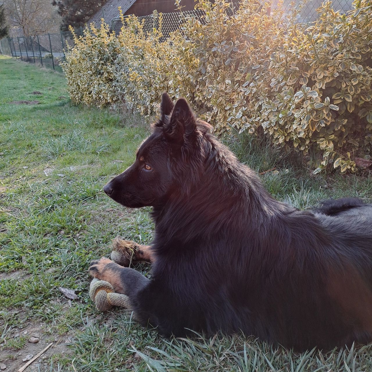 Soutěžní fotografie - Baryk,  Chodský pes