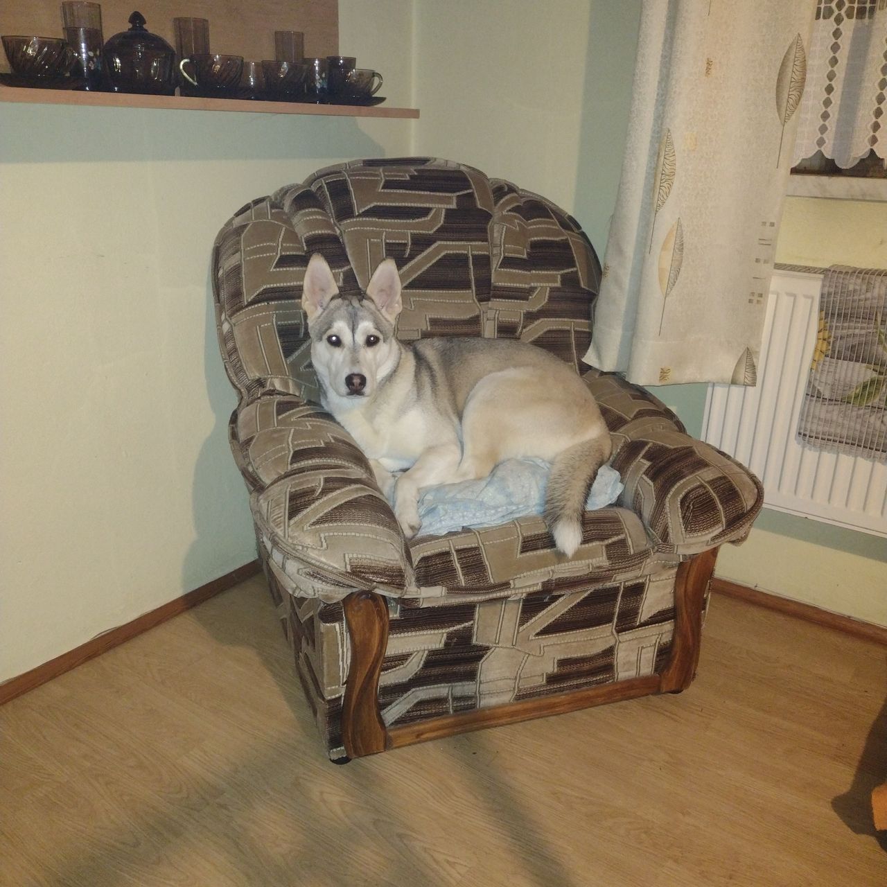 Soutěžní fotografie - Sofie,  Sibiřský husky