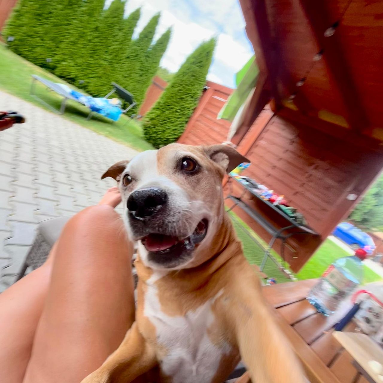 Soutěžní fotografie - Chelsea,  Americký stafordširský terier