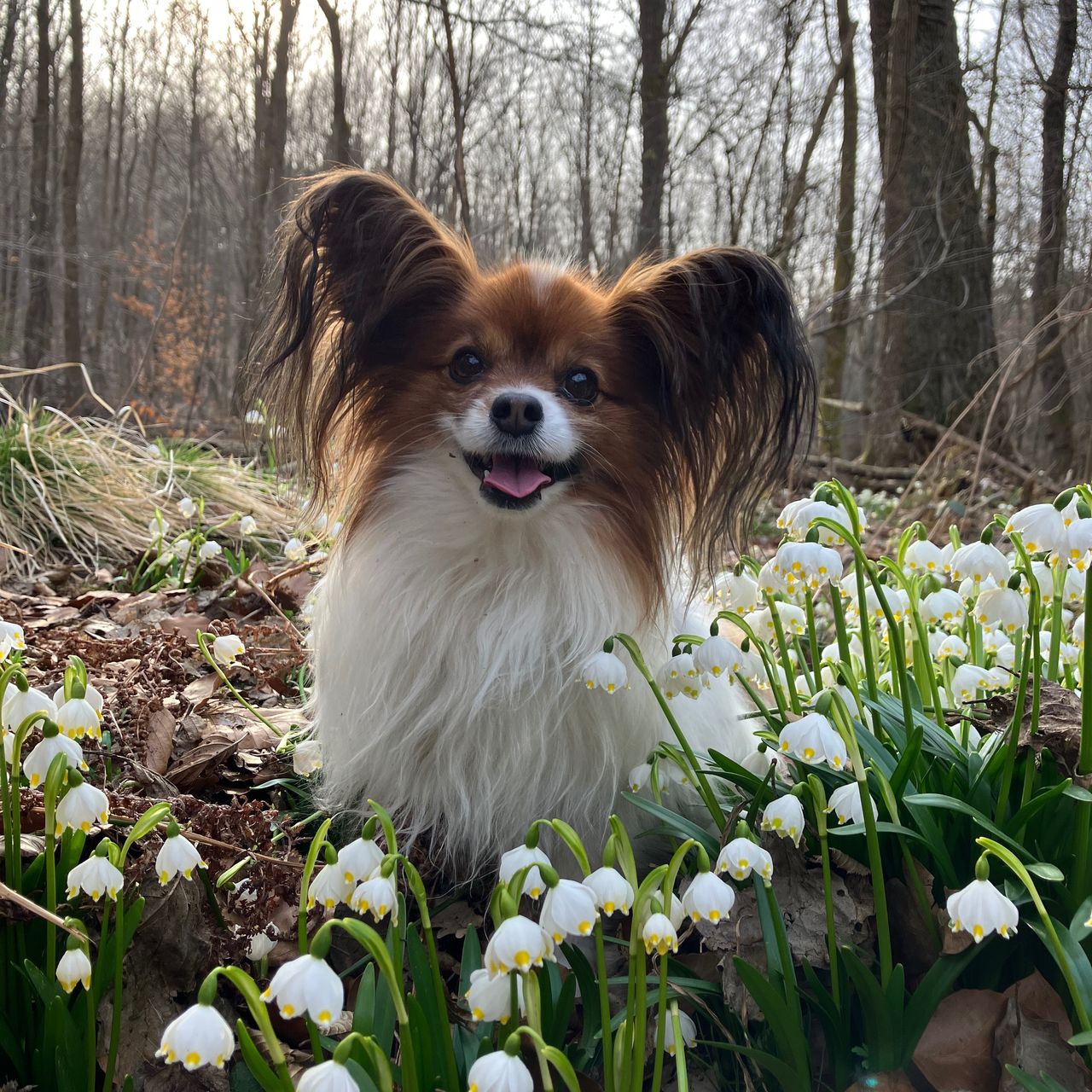 Soutěžní fotografie - Pete,  Papillon
