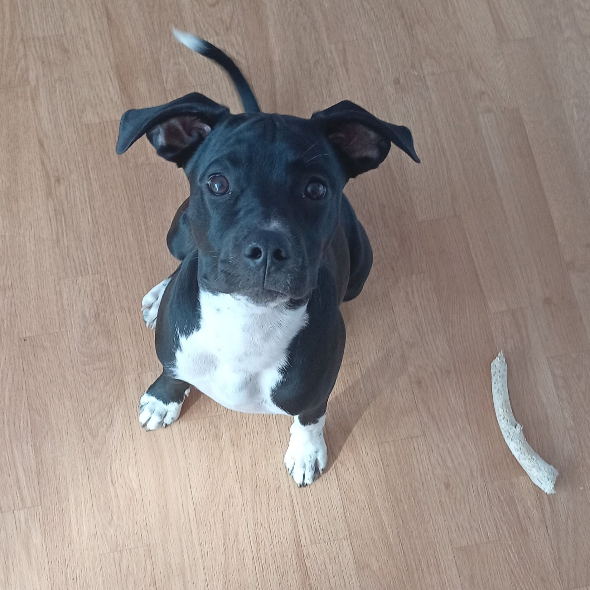 Soutěžní fotografie - Maximus,  Ostatní