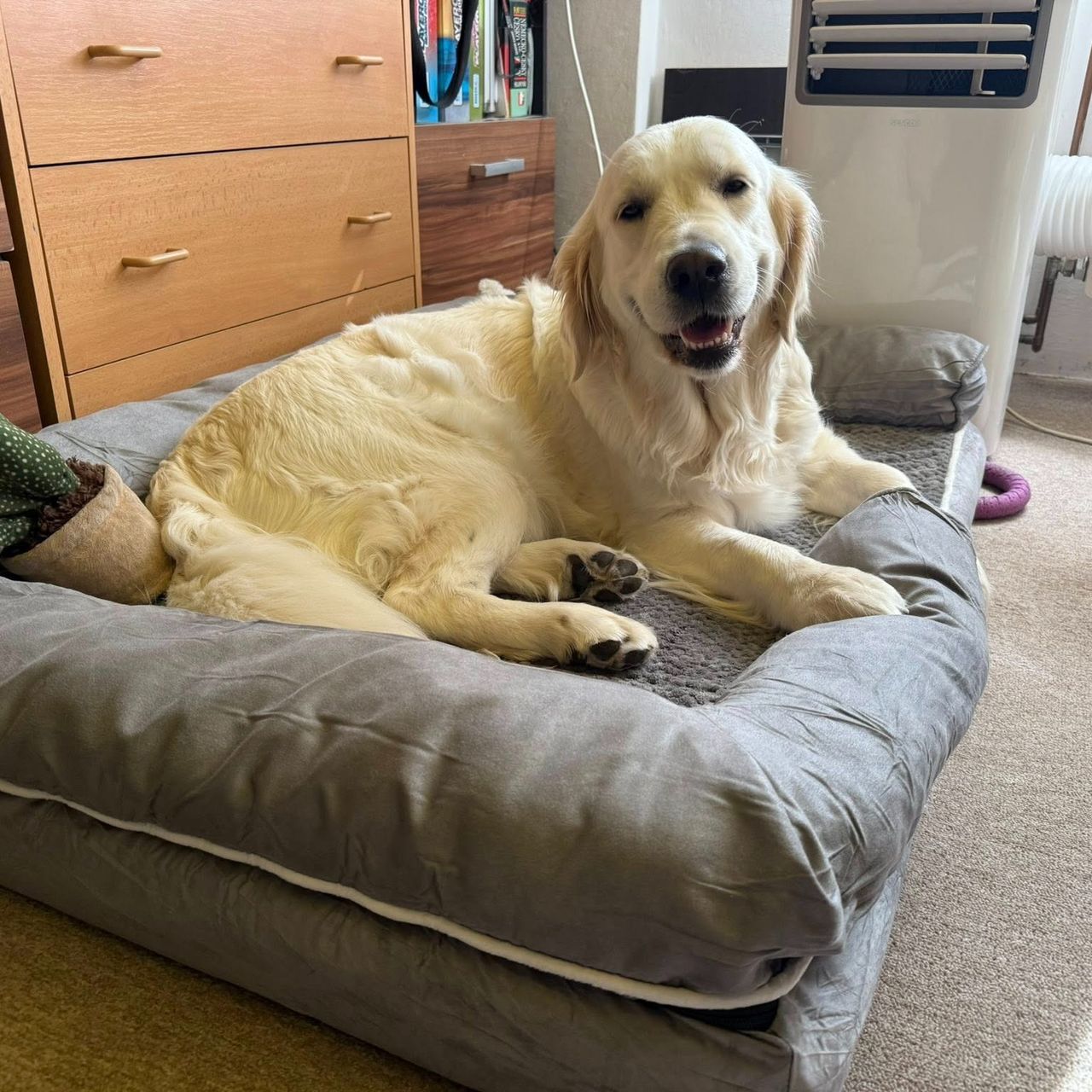 Soutěžní fotografie - Brave Lady Bella od Kamenné hradby,  Zlatý retriever