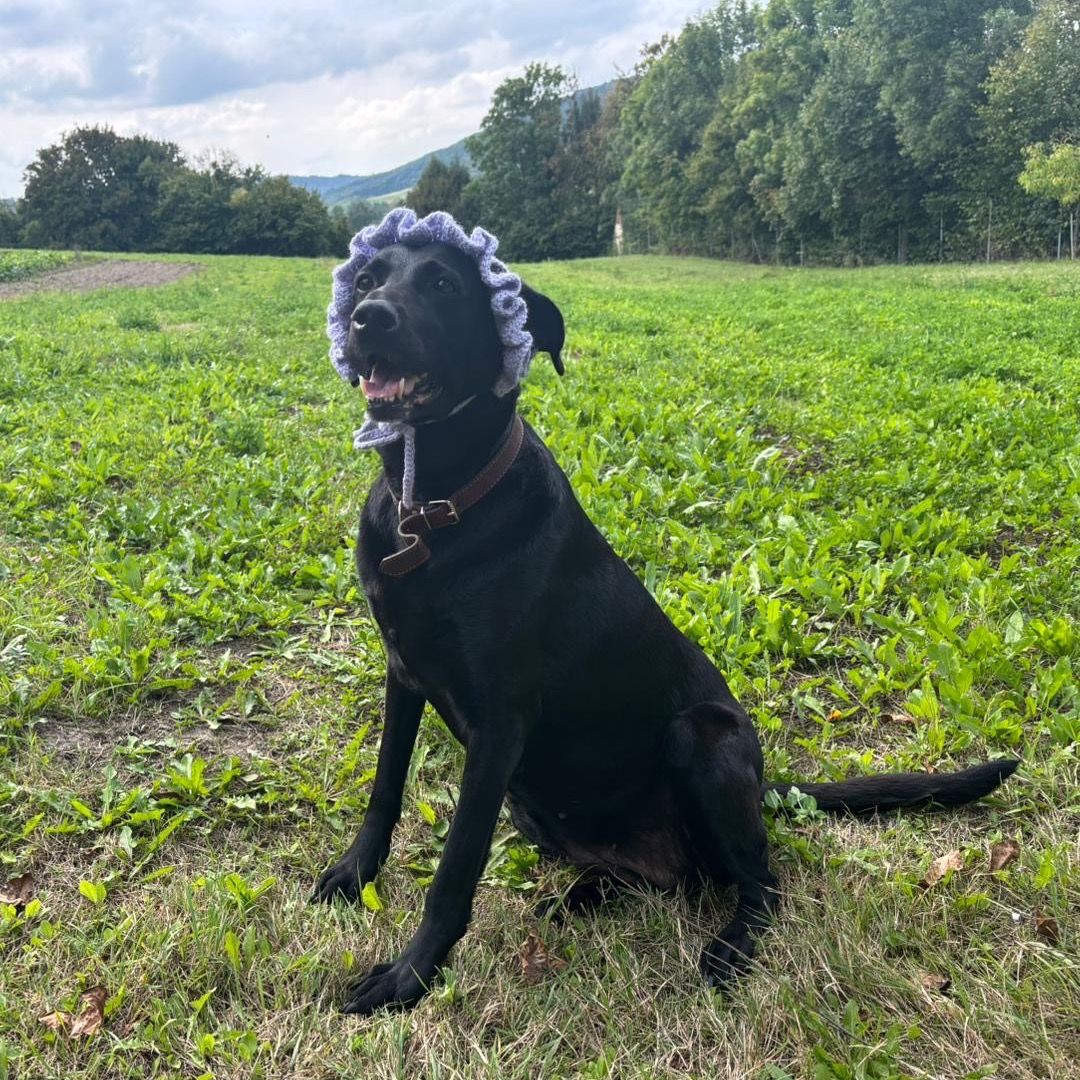 Soutěžní fotografie - Lady,  Labradorský retriever