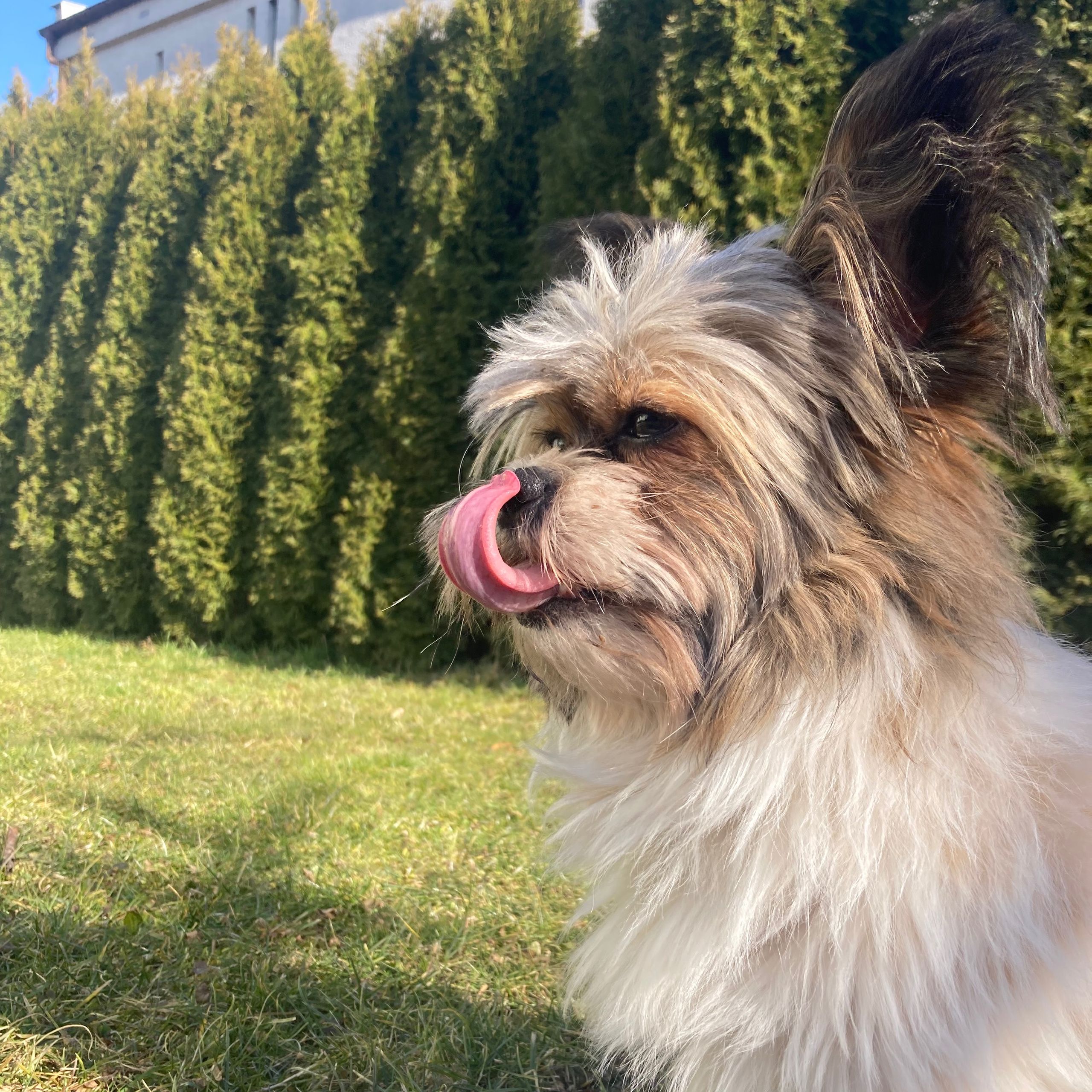 Soutěžní fotografie - Artík,  Shih-tzu