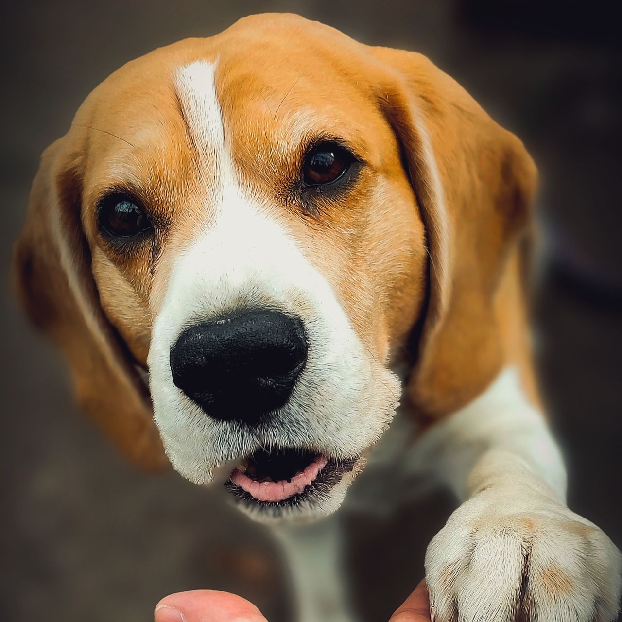Soutěžní fotografie - Rusty Hugo,  Beagle