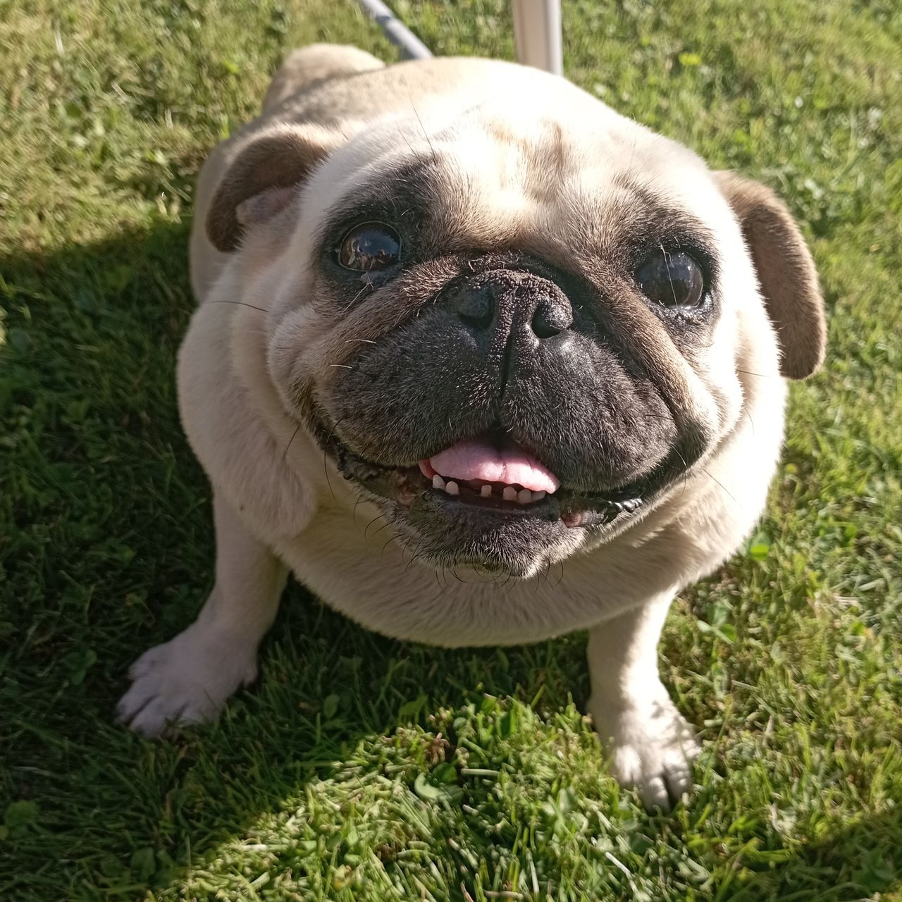 Soutěžní fotografie - KIKI,  Mops