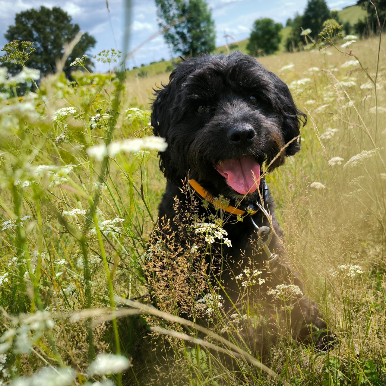 Soutěžní fotografie - Max,  Ostatní