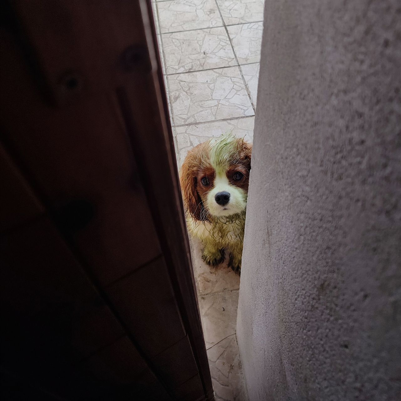 Soutěžní fotografie - Gau Dee,  King Charles španěl