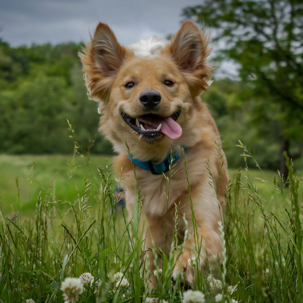 Soutěžní fotografie - Charlie,  Ostatní