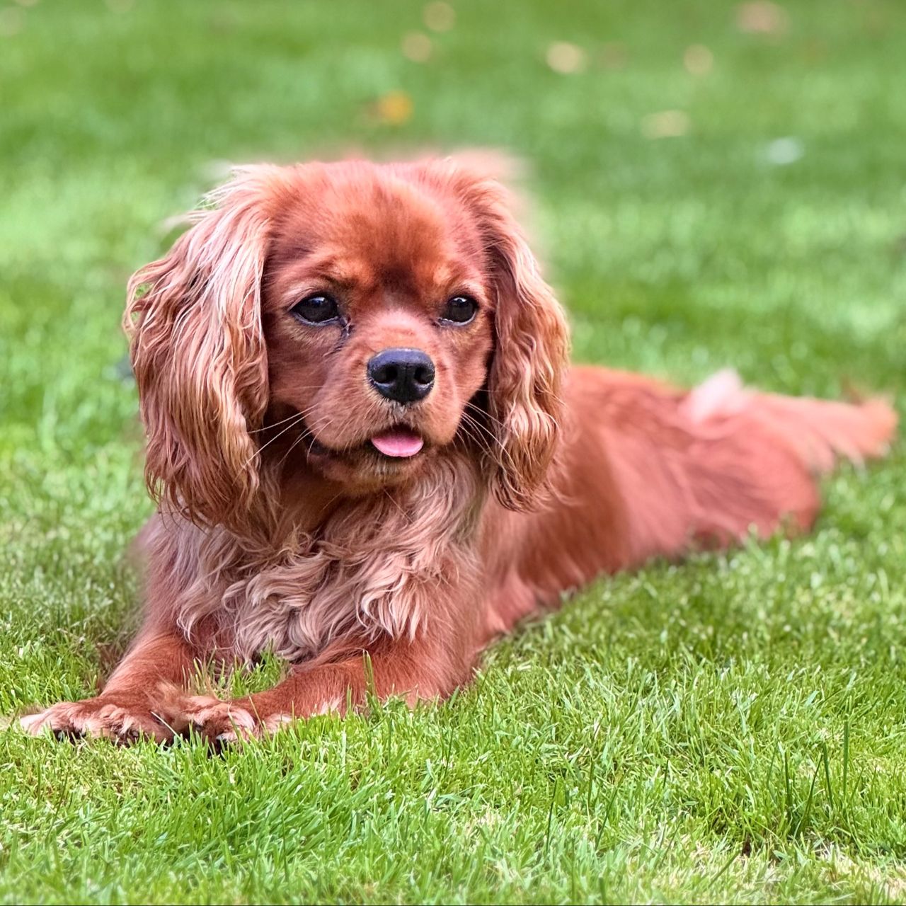 Soutěžní fotografie - Dorotka,  Kavalír King Charles španěl