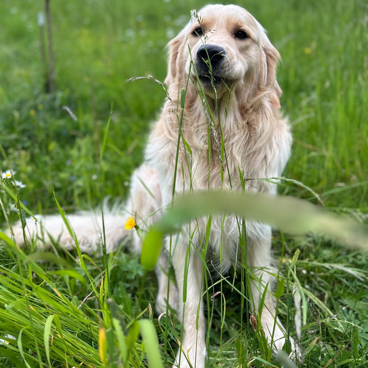 Soutěžní fotografie - Andy,  Zlatý retriever