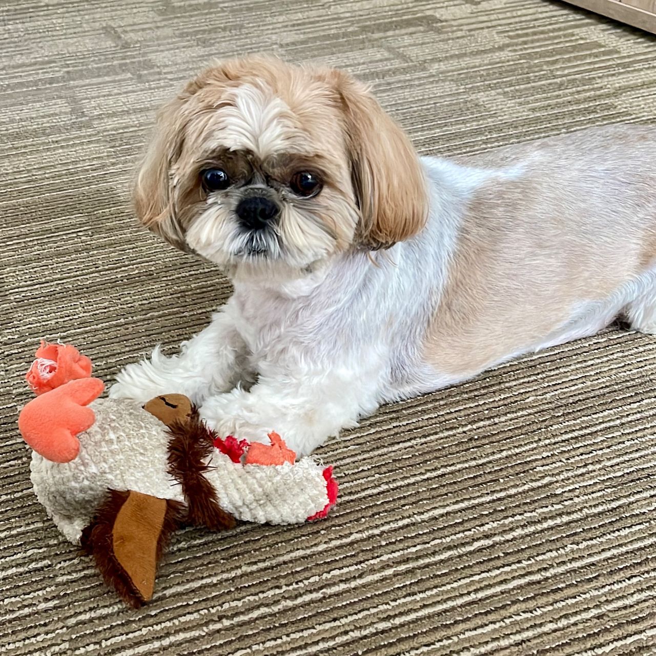 Soutěžní fotografie - Eliška,  Shih-tzu