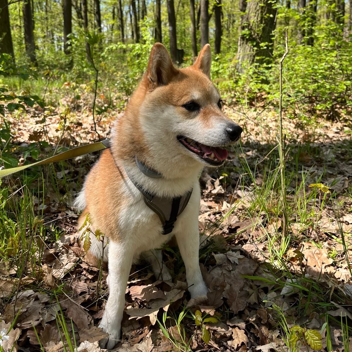 Soutěžní fotografie - Kimi,  Shiba
