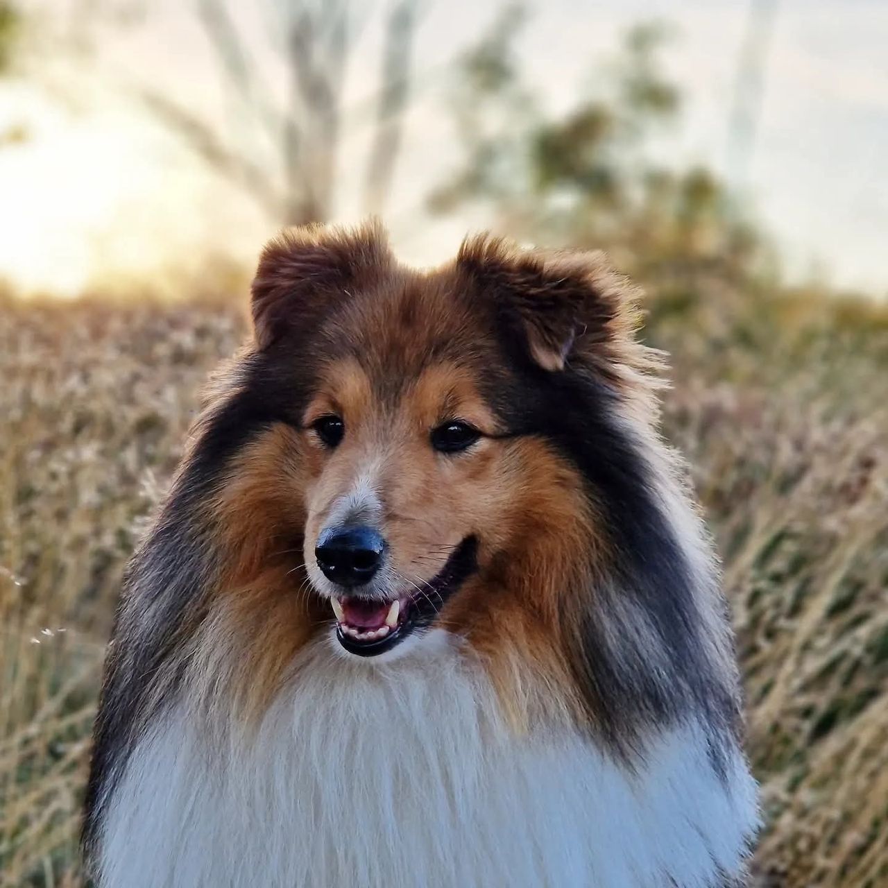 Soutěžní fotografie - Larry,  Sheltie