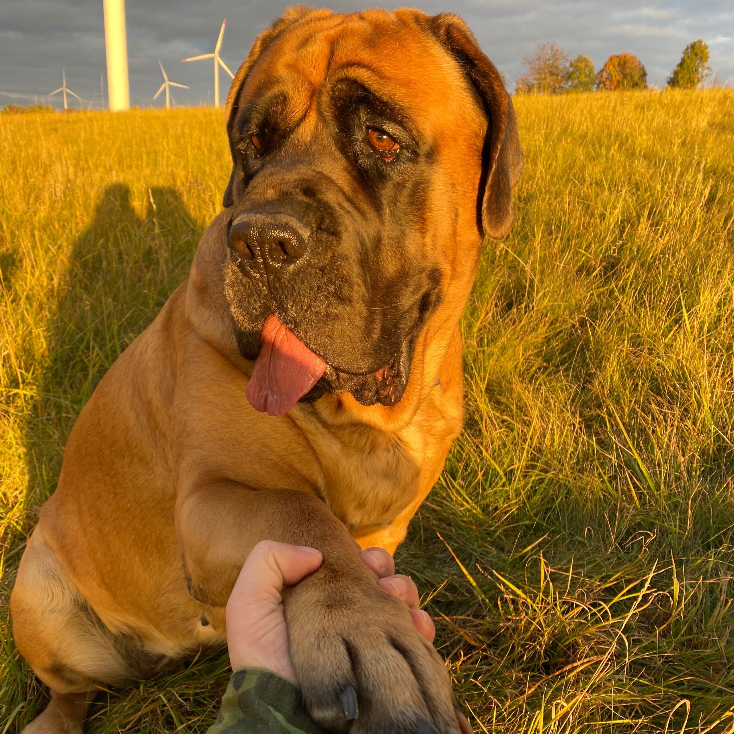 Soutěžní fotografie - Amaya,  Anglický mastif