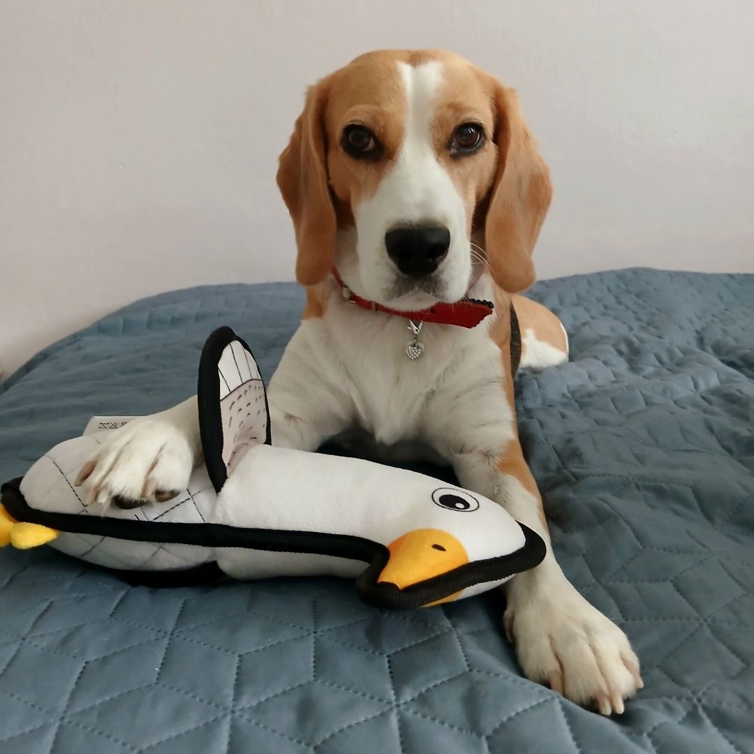 Soutěžní fotografie - Lorry,  Beagle