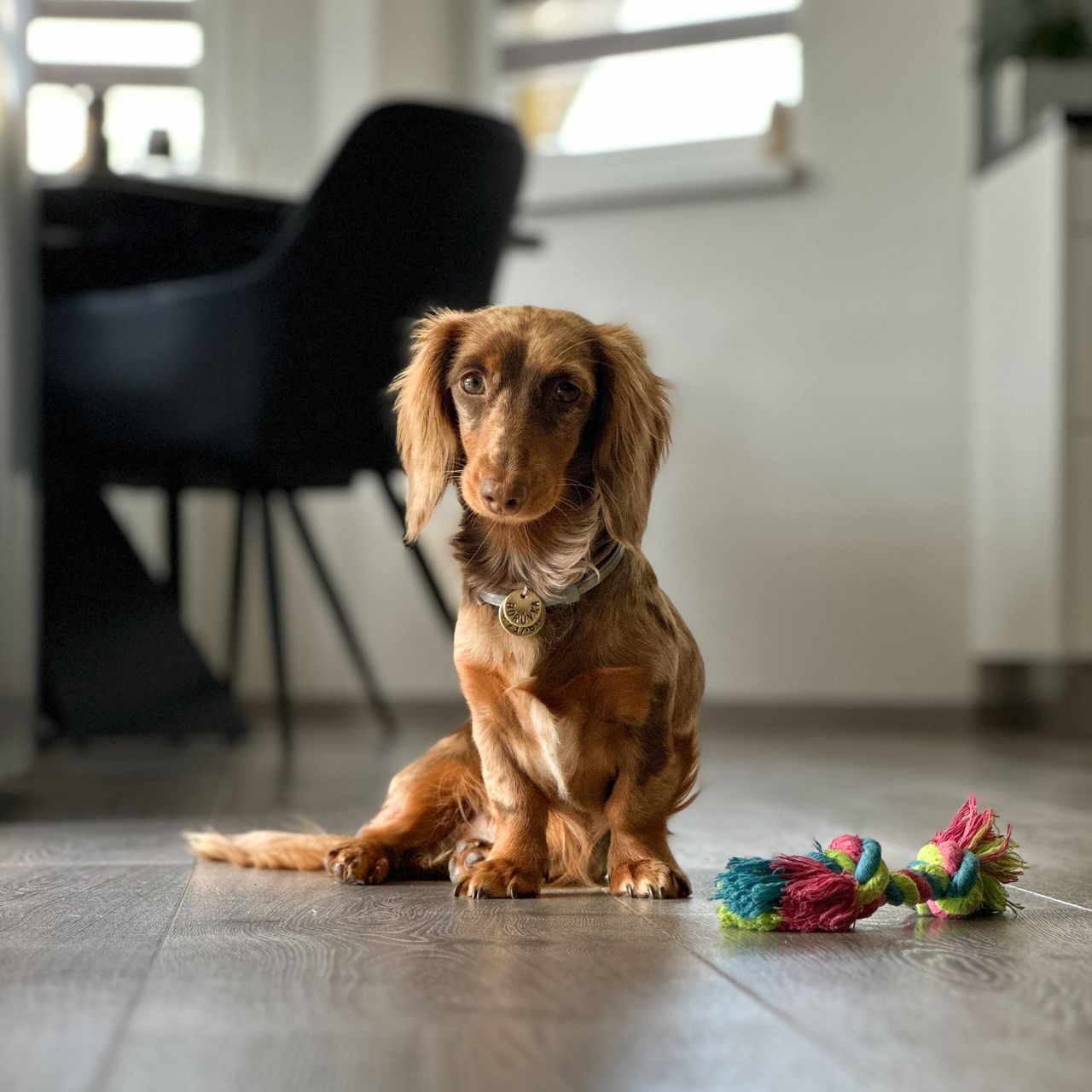 Soutěžní fotografie - Borůvka,  Jezevčík